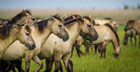 Paarden in Oostvaardersplassen