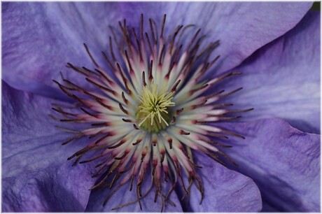 Clematis