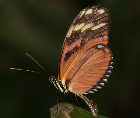 vlinder in blijdorp