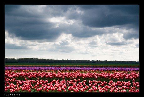 bollenstreek