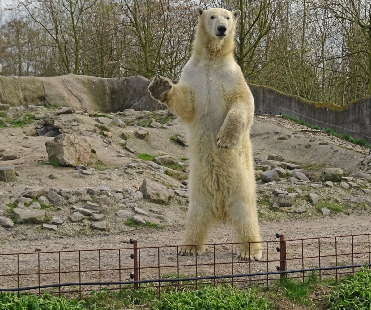 Minister vergeven Geslaagd grote ijsbeer - foto van belg50 - Dieren - Zoom.nl