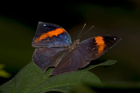 Leaf-Butterfly