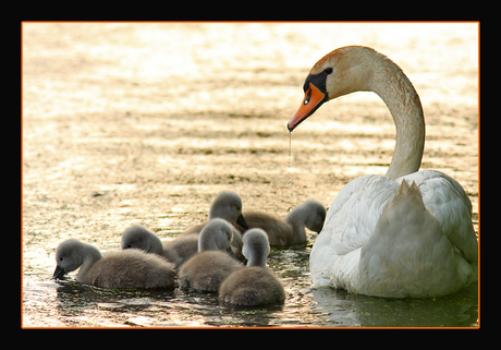 Zwanenfamilie