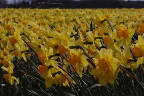 Narcissen die één kant op kijken