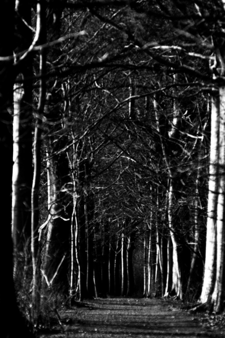 The strange woods