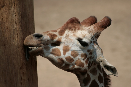 likkende giraf in Dierenpark Amersfoort