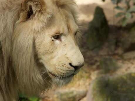 white lion.jpg