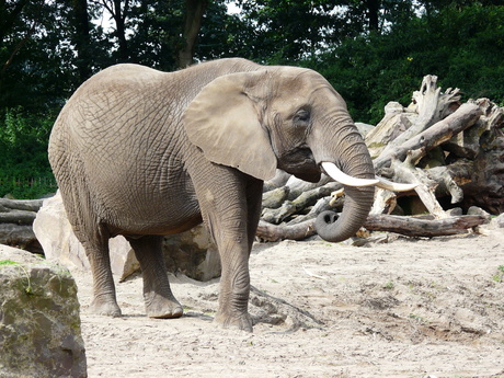 Olifant