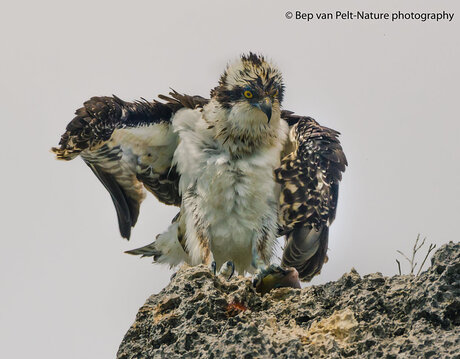 Even de veren drogen nu de vis gevangen is