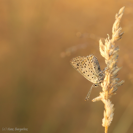 Goodmorning Delleboersterheide!