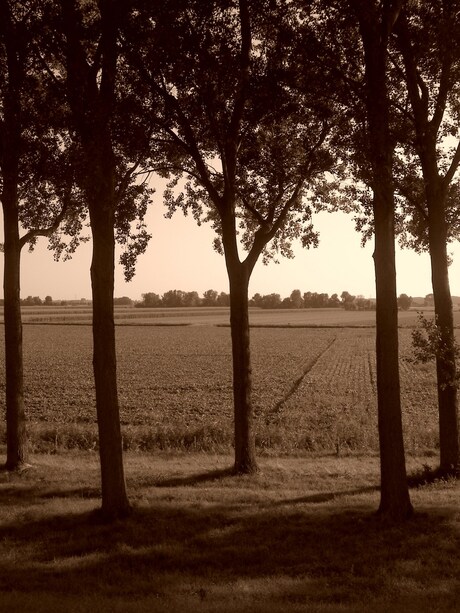 Tussen de bomen de polder zien