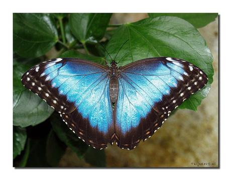 Morpho Peleides