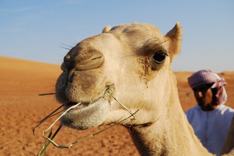 Kameel in Oman