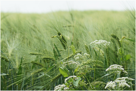 Stilleven in de Natuur