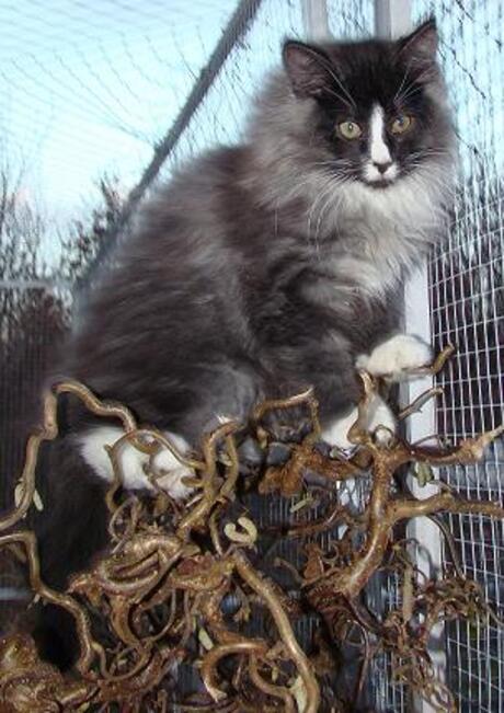 Noorse Boskat kitten