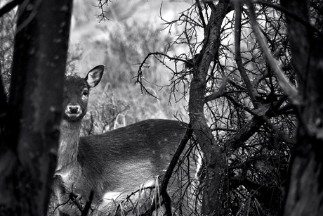 Deer in the rain