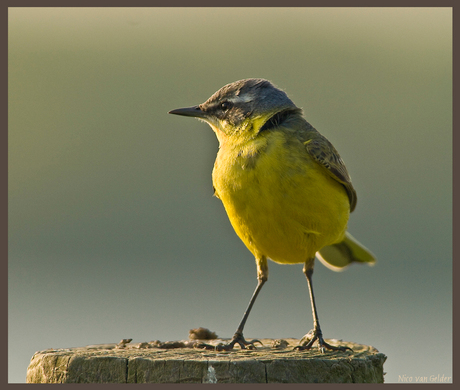 Kleine vogel op een grote paal.........