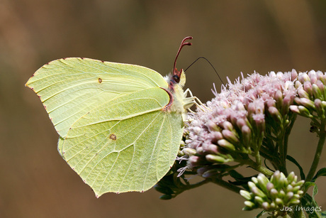 Citroenvlinder