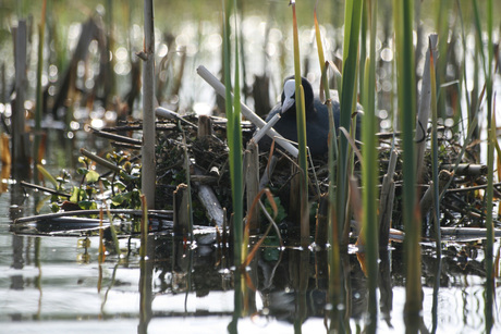 Meerkoet op nest