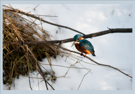 Ze zijn er nog de ijsvogels