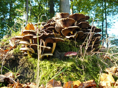 Paddestoel in het bos!