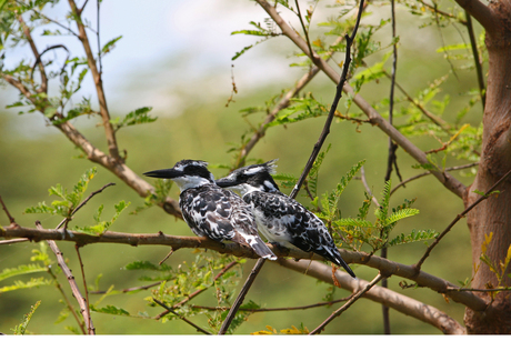 bonte ijsvogels