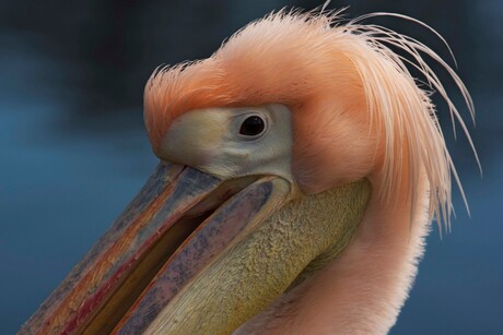 close up pelikaan