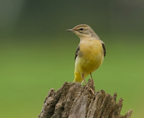 Grote Gele Kwikstaart