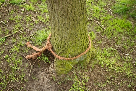 Een touw aan een boom.