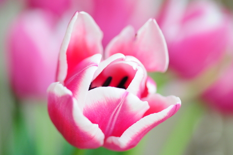 Roze Tulp