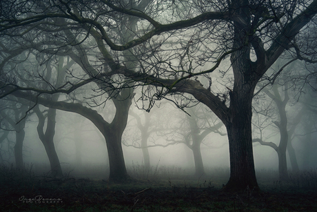 Haunted Orchard.