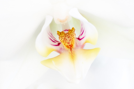 Orchid