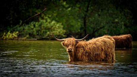 Scottish Highlander .