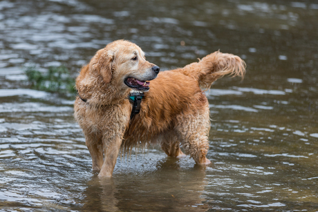 Waterhond (2)