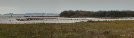 Flamingo's in Zuid-Holland