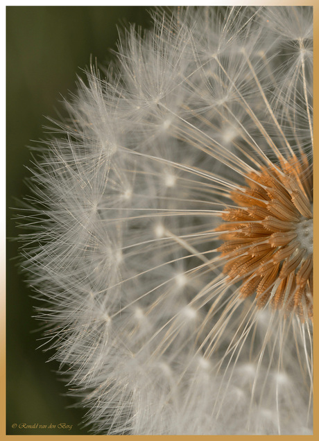 Paardenbloem.