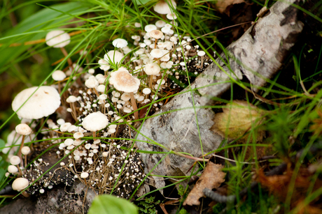 Hoeveel paddenstoelen?