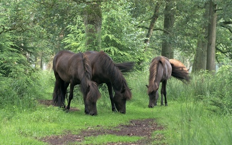 Paarden in het wild op de Kampina