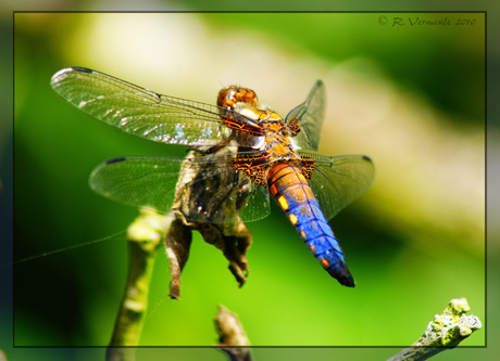 platbuik libelle