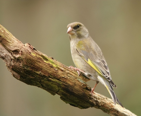 groenling (vrouw)