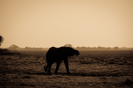 Drinkende olifant