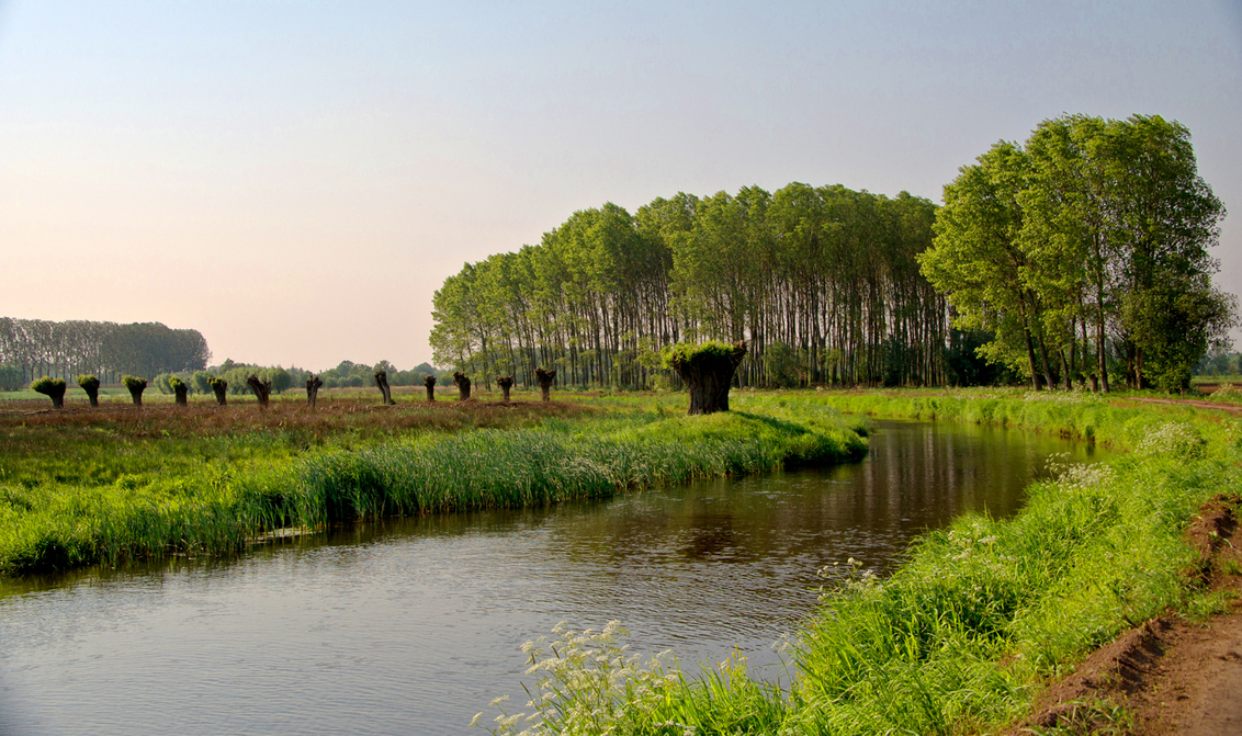 Brabants landschap - Brabants Landschap tussen Erp en Veghel op "t Ham, Koninginnendag 2011 - foto door toonvandenoever op 01-05-2011 - deze foto bevat: gras, water, lente, landschap, brabant, rivier, knotwilgen, wilg, populier