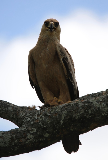 Roofvogel met prooi