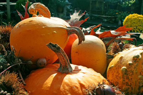 Herfst in de Tuin