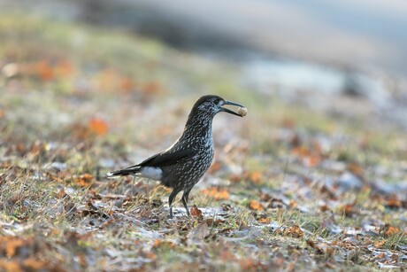 beroemde vogel van Wageningen