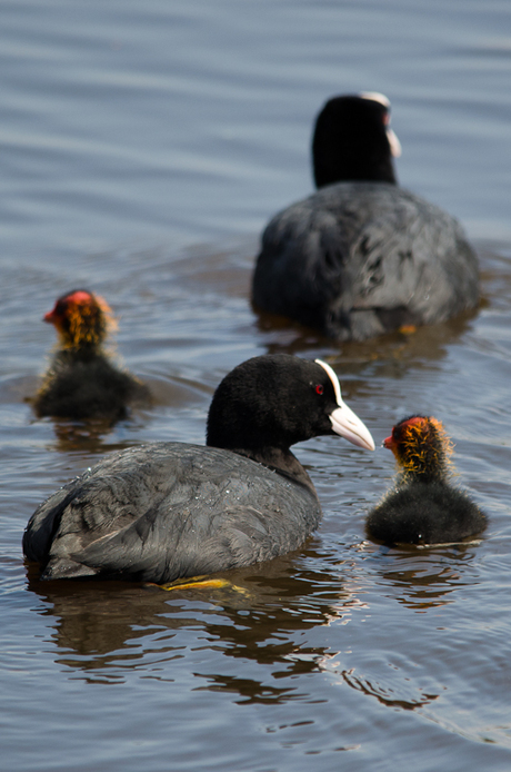 familie meerkoet