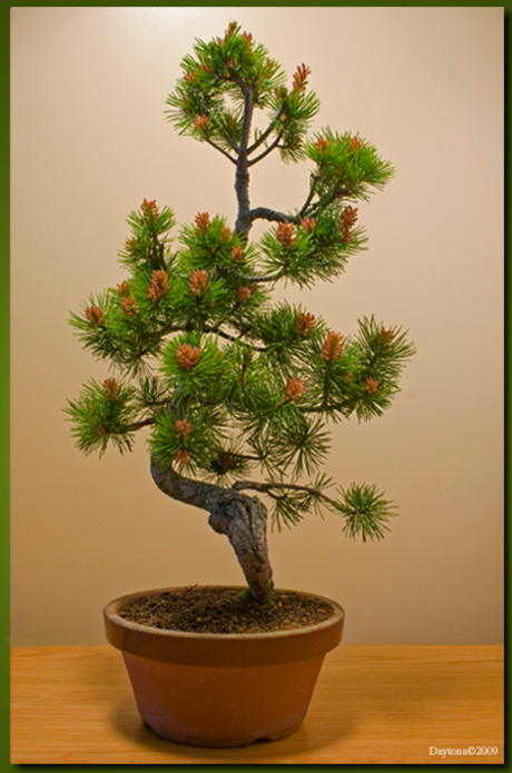 Bonsai 12 Pinus Parviflora