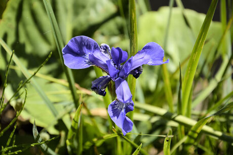 Iris Hortus