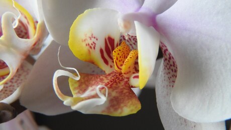 Orchid_1