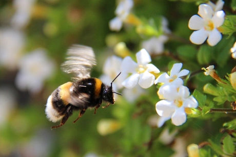 Hommel